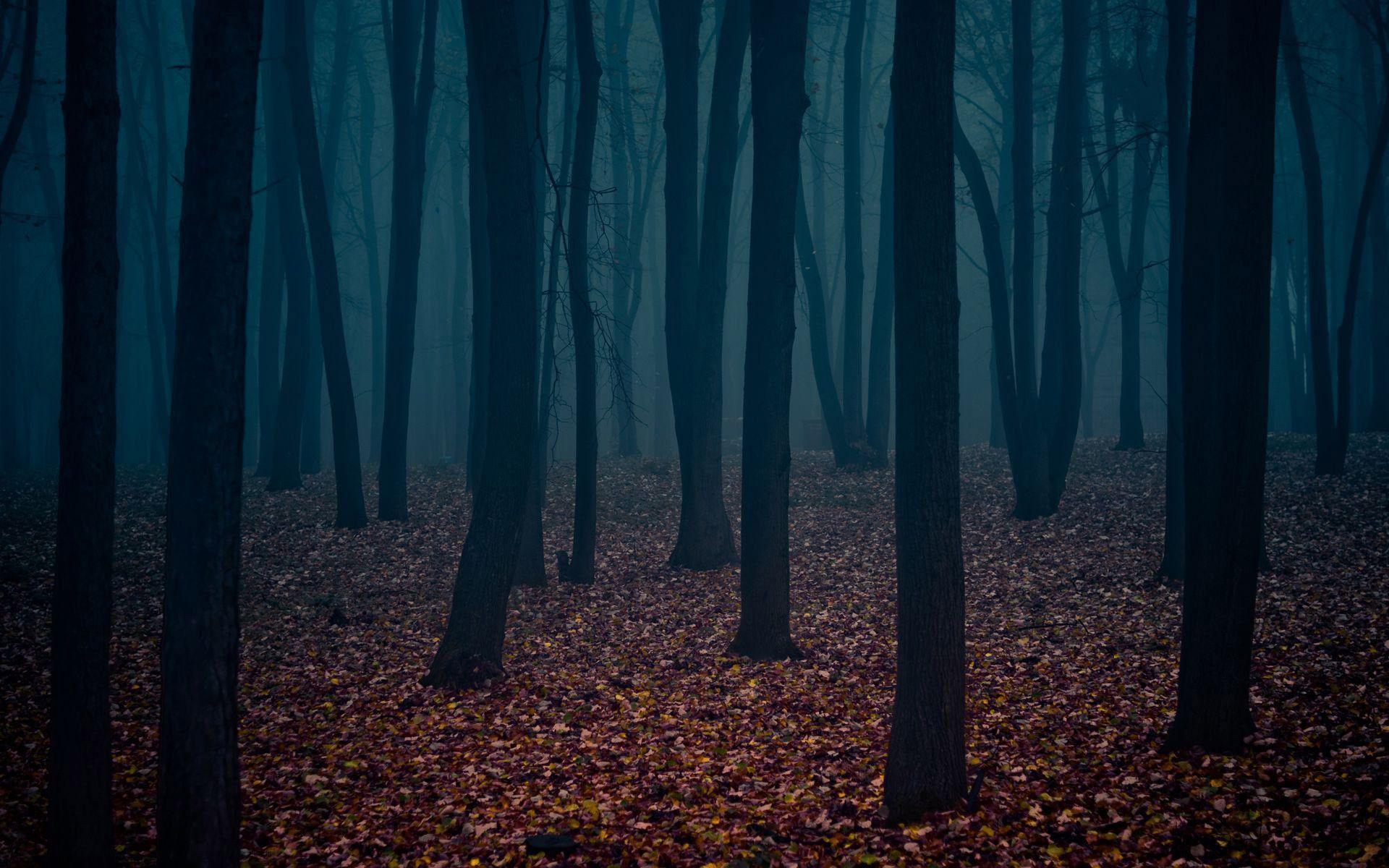 dark forest – Chiral Logic